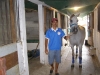 Arab horse care